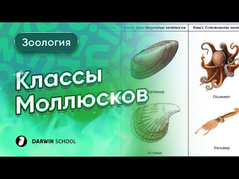 Видео: Тема №9: Классы моллюсков