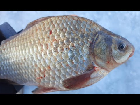 Видео: ВОТ ЭТО МЕСТЯК! КЛЕВАЛО КАК С ПУЛЕМЕТА! зимняя рыбалка на крупного карася! на боковой кивок.