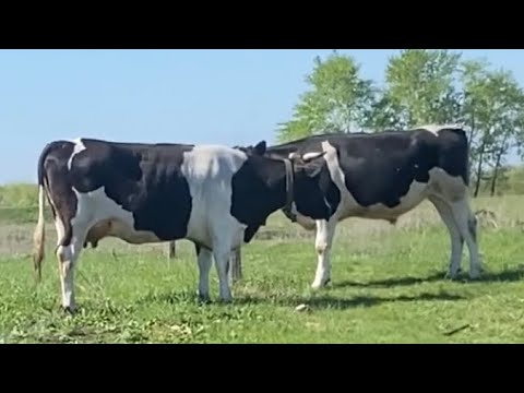 Видео: 9 мая 2025 г.