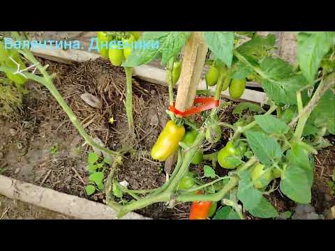 Видео: 414 24.08.2025 дела в огороде