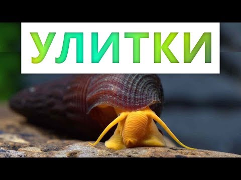 Видео: Аквариумные улитки. Польза или вред? Мифы и содержание