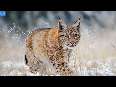 Видео: РЫСИ – Беспощадные Хищники! Рысь Против Волка, Бобра, Оленя, Белки, Зайца, Козла!