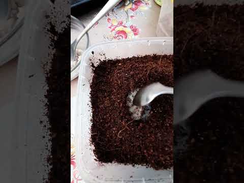 Видео: Как правильно запустить культуру червь Гриндаль! Без запаха! Питательный корм для гриндаль! Новинка!