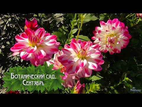 Видео: Ботанический сад. Сентябрь (2025)