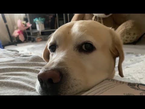 Видео: Надо всё успеть 🤷‍♀️ Как улучшить настроение собаке