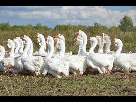 Видео: Гуси Сергея Дорожкина. Экспедиция по гусеводческим хозяйствам №2.