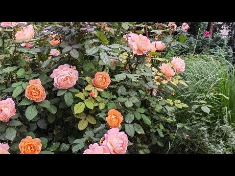 Видео: Розы Остина 5 сентября 2025 года 