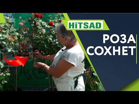 Видео: Почему Сохнет РОЗА 🌹Чем Болеют Розы 🌹 Советы От Хитсад ТВ дачные советы