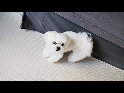 Видео: Щенок, который становится очень жестоким, если ему это не нравится