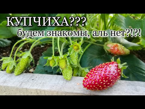Видео: КУПЧИХА!?!! Обзор сортов земляники/ Уход/ Полив/ Подкормки/ Спасение от птиц/#strawberries
