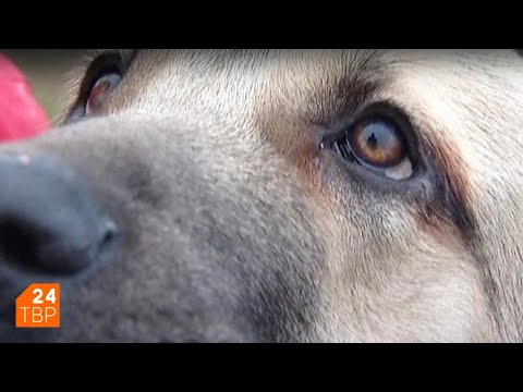 Видео: Преданный и добрый испанский мастиф | Элита | ТВР24 | Сергиев Посад