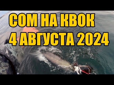 Видео: СОМ НА КВОК!!! ВЛУПИЛ ПОД ВЕЧЕР!!!