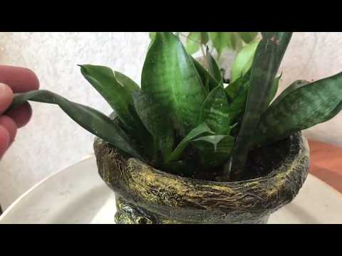 Видео: Результаты укоренения фикуса. Сансивиерия Ханни. АлоэВера.