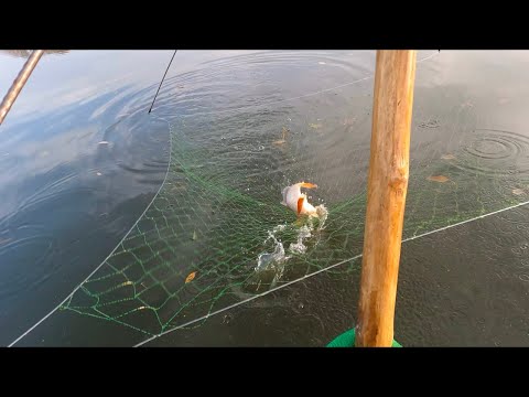 Видео: САЗАНЧИКИ ПОШЛИ НА ПАУК А НА СПИНИННГИ НЕ БУМ-БУМ! РЫБАЛКА В КОНЦЕ ОКТЯБРЯ!