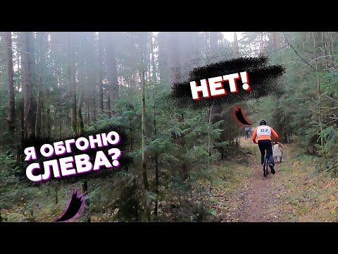 Видео: ОПАСНО желтый треугольник - НЕ ОБГОНЯЙ! | Велоспорт с собакой