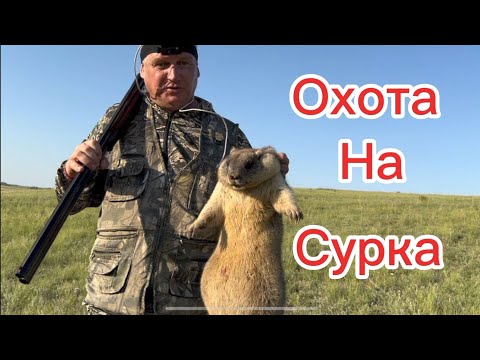 Видео: Охота на сурка (байбак) /ружьё беттинсоли  /дробь 1 и 0