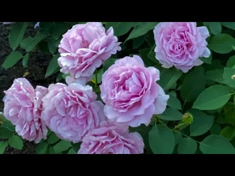 Видео: Розы.  Обзор лучших сортов роз.  Чем обработать розы от болезней и вредителей ???  🌹🌹🌹