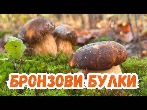Видео: За #гъби #Булки и #манатарки с Янатарко тийм