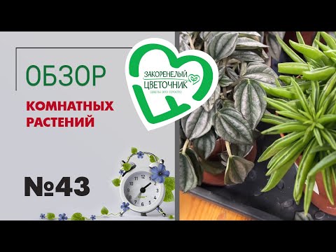 Видео: #43 Обзор комнатных растений в магазине | Сансевиерии, хойи, криптантусы, крассулы, фикусы