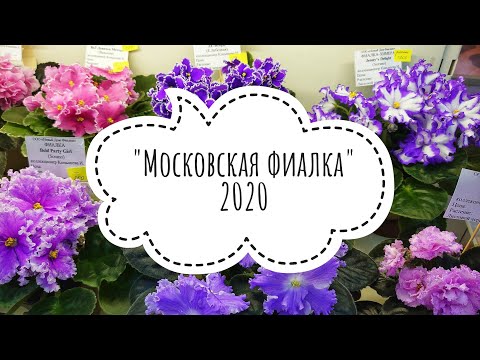 Видео: 20.11.20 Более 450 цветущих фиалок от Группы "Московская фиалка" в Доме Фиалки. Аналог выставки.