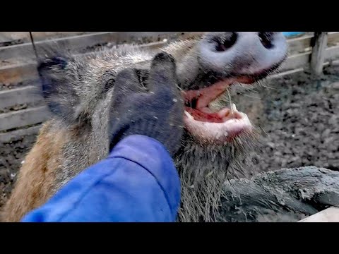Видео: ДИКИЙ КАБАН НАПАЛ СО СПИНЫ.  🐗Секач Фунтик совершил первое нападение.