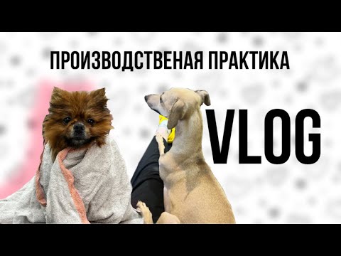 Видео: Как проходит практика у кинолога? / VLOG