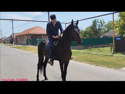 Видео: Продается Жеребец Англо-Карачай. 