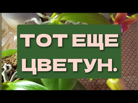 Видео: 17.05.2025  Я от неё  такого не ожидала. Тот ещё  цветун.