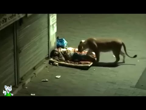Видео: Вы Должны Это Увидеть! Случаи с Животными Которые Реально Взорвали Интернет!