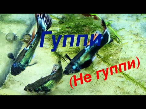 Видео: ГУППИ (НЕ ГУППИ)