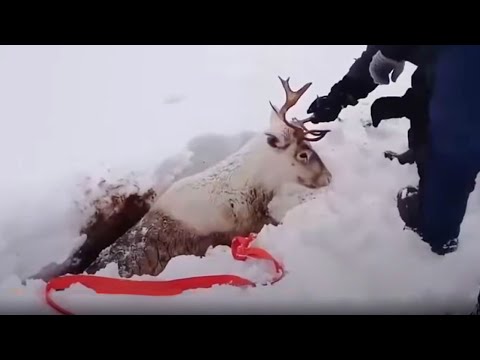 Видео: Эти Животные ЗВАЛИ на ПОМОЩЬ! Олени провалились под газопровод. Спасение животных!