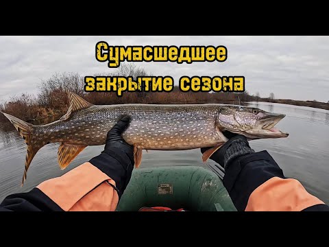 Видео: ЩУКИ КЛЮЮТ ОДНА ЗА ОДНОЙ!ОСЕННИЙ ЖОР КРУПНЫХ ХИЩНИЦ!