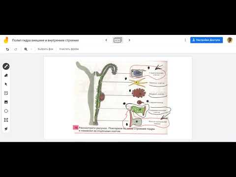 Видео: Полип гидра кожно мускульная клетка и другие клетки