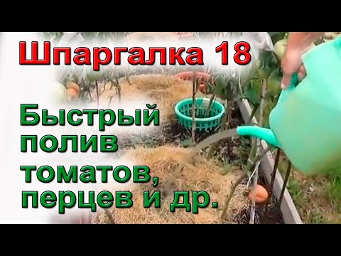 Видео: ШПАРГАЛКА 18 Полив томатов ЧУДО - ЯМЫ
