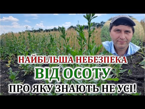 Видео: Найбільша небезпека від осоту про яку знають не усі!