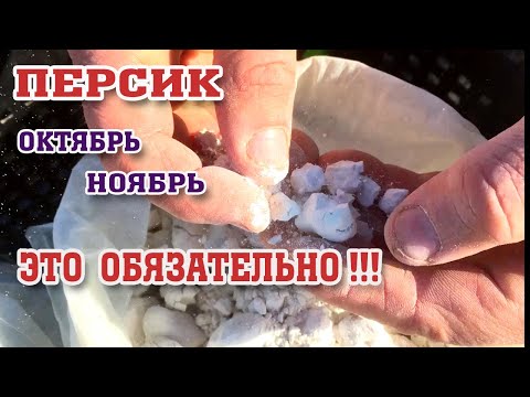 Видео: ПЕРСИК / ОСЕНЬ - ЭТО ОЧЕНЬ ВАЖНО!!! / Осенние работы в саду