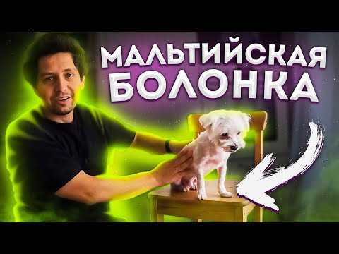 Видео: НИКОГДА НЕ ЗАВОДИТЕ МАЛЬТИЙСКУЮ БОЛОНКУ НЕ ПОСМОТРЕВ ЭТО ВИДЕО ПРО БОЛОНКУ МАЛЬТЕЗЕ: ЧАСТЬ 2