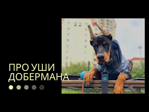 Видео: Уши добермана: где купировали, как ставили #доберманы