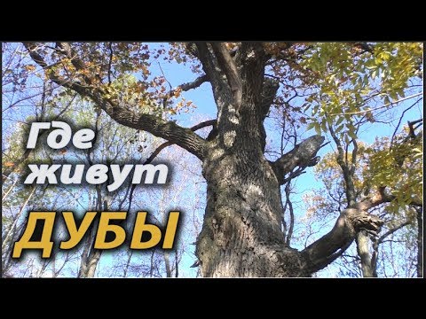 Видео: Где живут дубы .