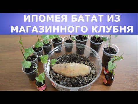 Видео: Ипомея батат, сколько черенков дает один клубень?