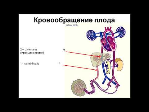 Видео: Кровообращение плода 311012 pptx