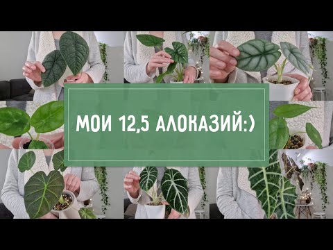 Видео: АЛОКАЗИИ: выращивание и уход для новичков!