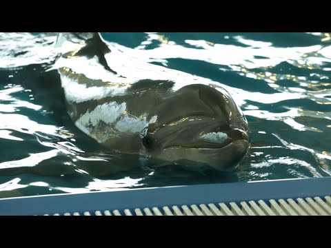 Видео: Дельфины Москвариума