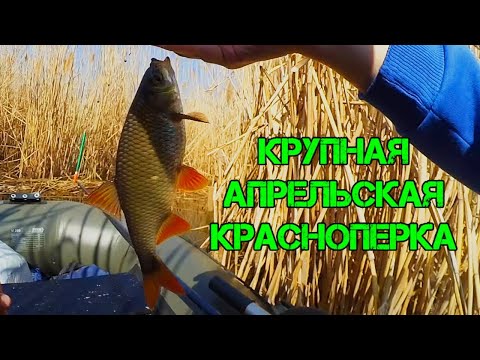 Видео: Крупная красноперка в камыше I Отличная рыбалка перед пасхой
