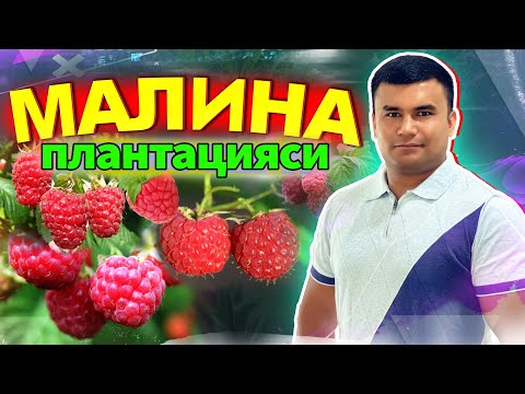 Видео: МАЛИНА ПЛАНТАЦИЯСИГА ТАШРИФ- ФАРҒОНА