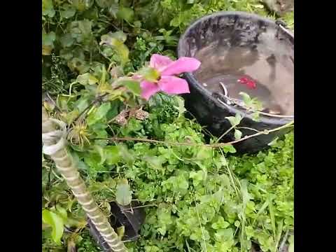 Видео: Посадка І пересадка троянд кущів і кліматесів.