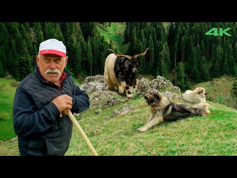 Видео: Перекочёвка Маленького Аги на Яйлу – Часть 2 | Документальный фильм