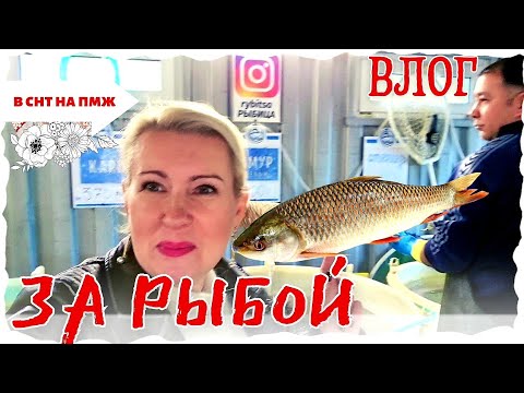 Видео: ВЛОГ | ЧТО ПРИГОТОВИТЬ НА ДР? | ЗАЧЕМ ОПЯТЬ КРАСКА | ГДЕ ВЗЯТЬ РЫБУ
