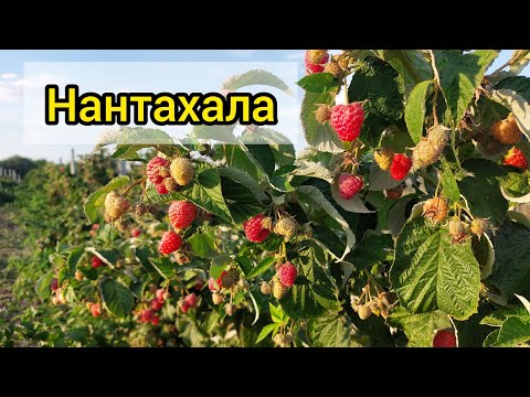 Видео: Малина Нантахала