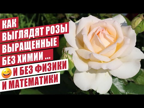 Видео: КАК ВЫГЛЯДЯТ РОЗЫ ВЫРАЩЕННЫЕ БЕЗ ХИМИИ...  И БЕЗ ФИЗИКИ И МАТЕМАТИКИ)